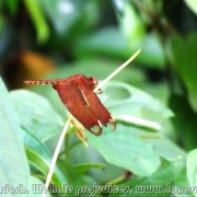 BHAWAL NATIONAL PARK 12